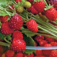 Саженец Земляника лесная Регина в контейнере